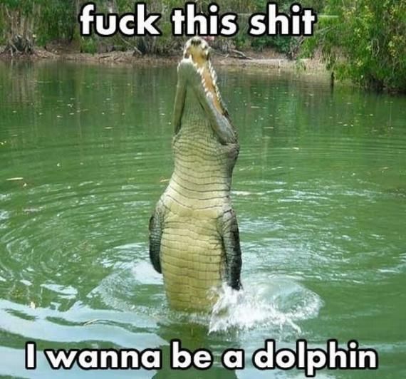 我想成为海豚