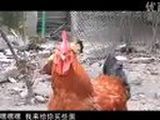 爱唱歌的家鸡,很鸡动!